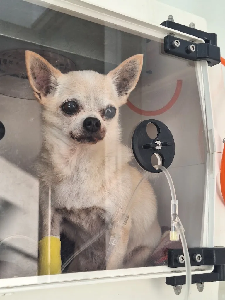 Cabinet Veterinaire - photo 1