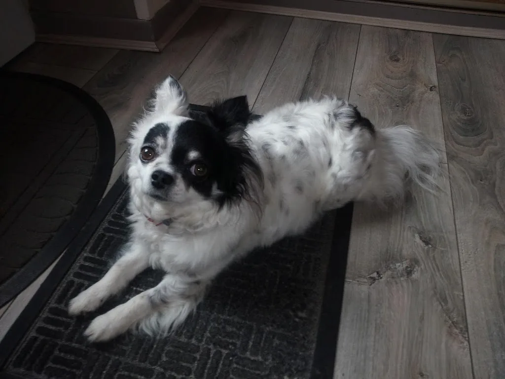 Cabinet Veterinaire - photo 3