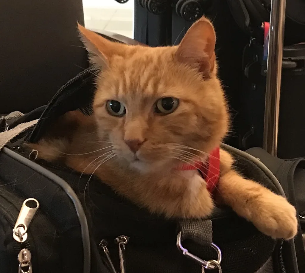 Dr Véronique FELLER - photo 1