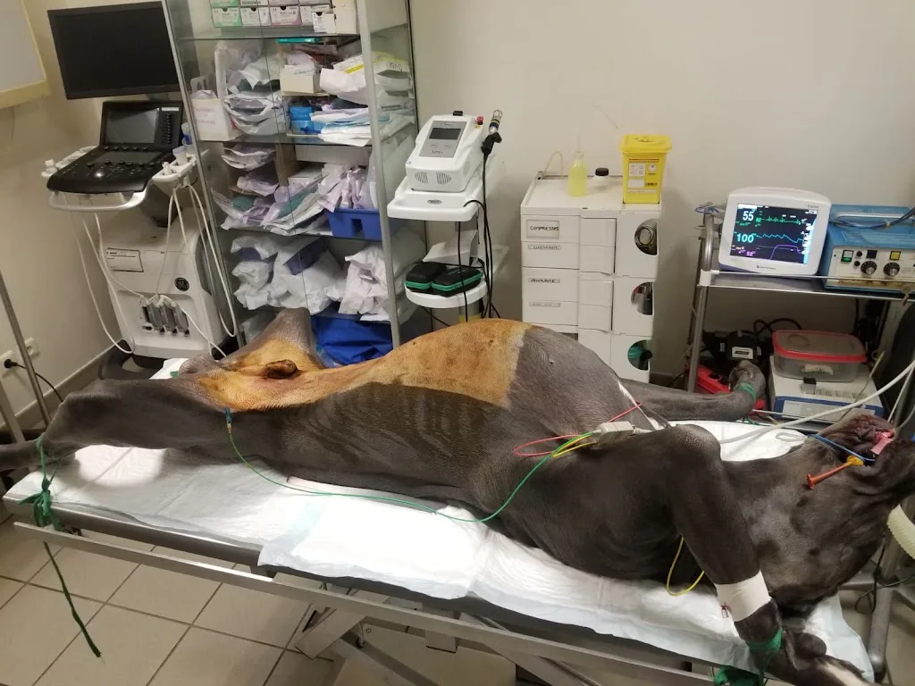 Clinique Vétérinaire Jouffroy - photo 2