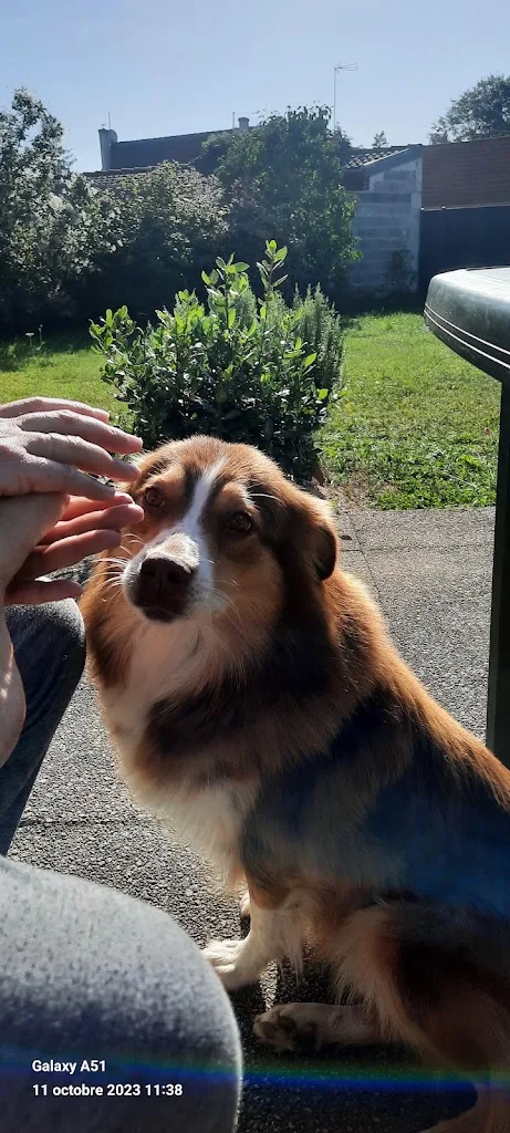 Cizaire Henri - photo 2