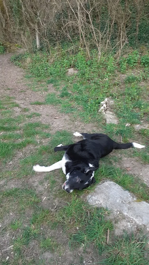 veterinaire pachoud - photo 1