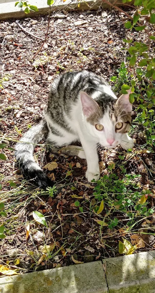 Renard Philippe - photo 1