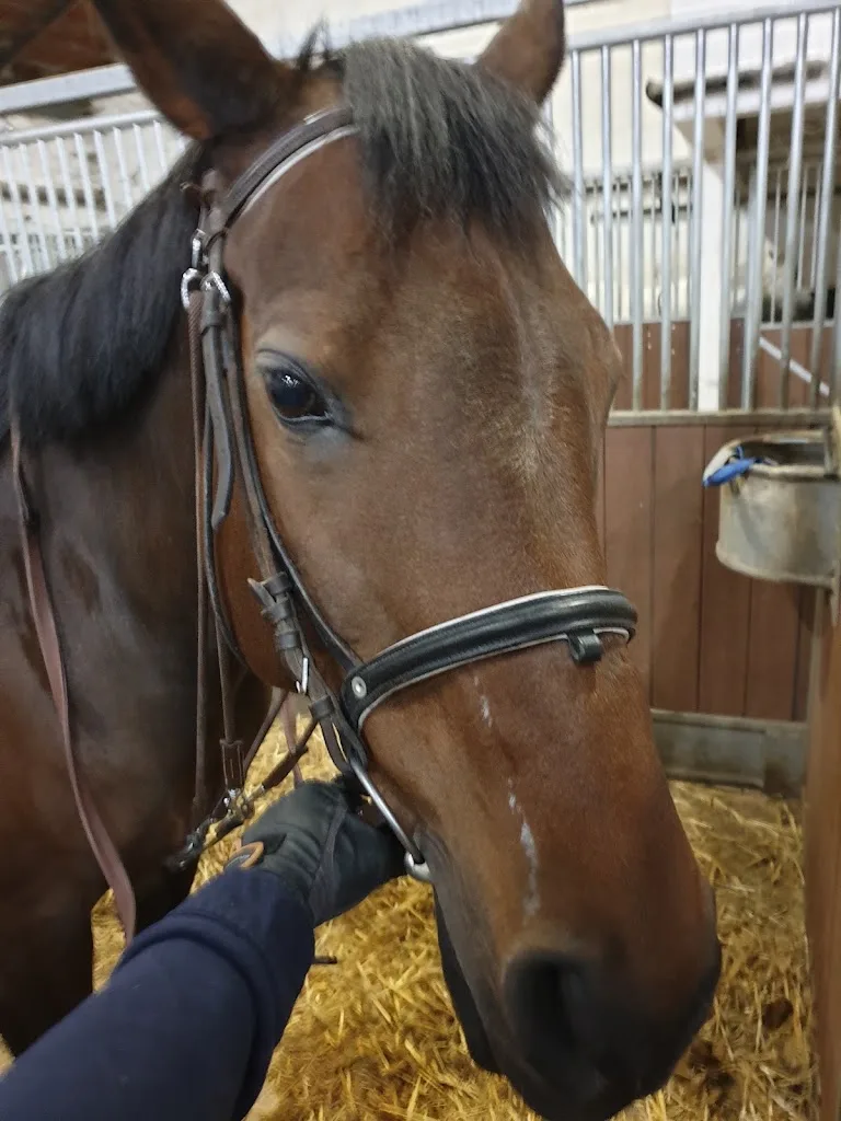 Clinique Veterinaire Du Breil - photo 1