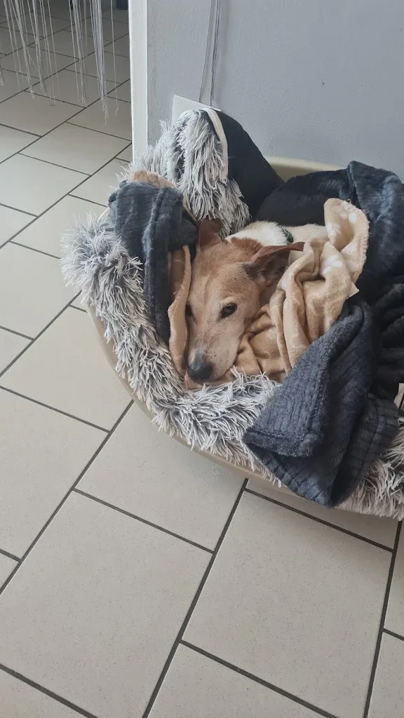 CLINIQUE VETERINAIRE NOTRE-DAME LENS - photo 1