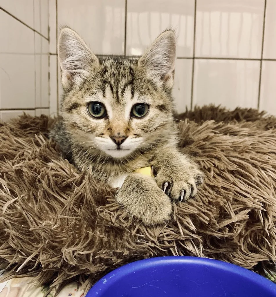 Clinique Veterinaire - photo 1