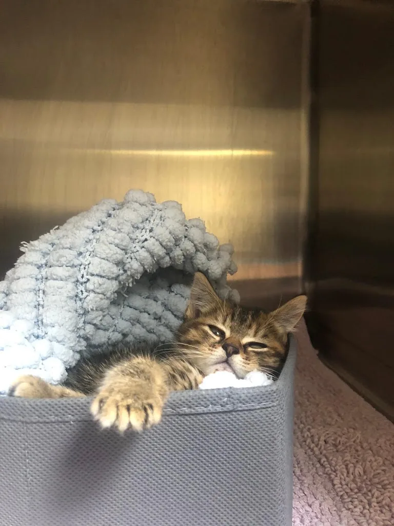 Clinique Veterinaire - photo 2