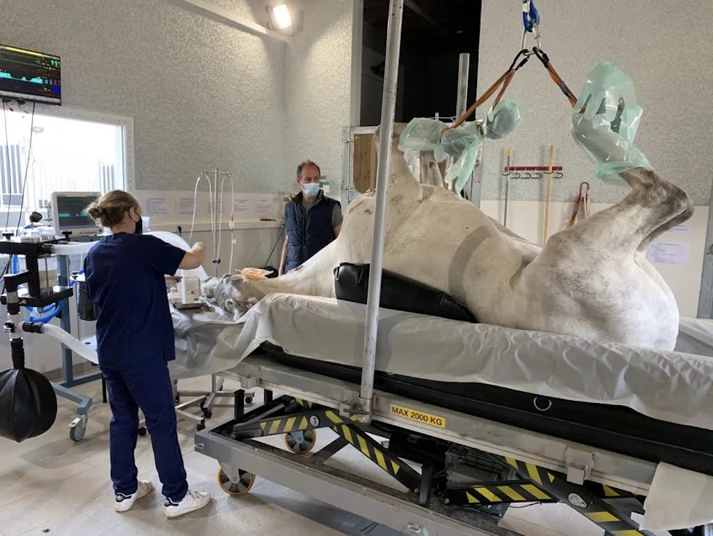 Clinique vétérinaire Equimed - photo 2