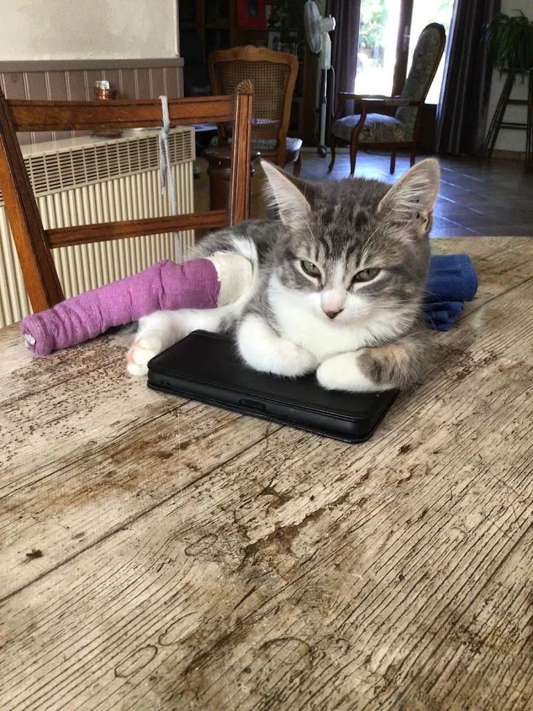 Vet and Surg - photo 1