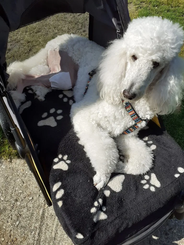 Vet and Surg - photo 2