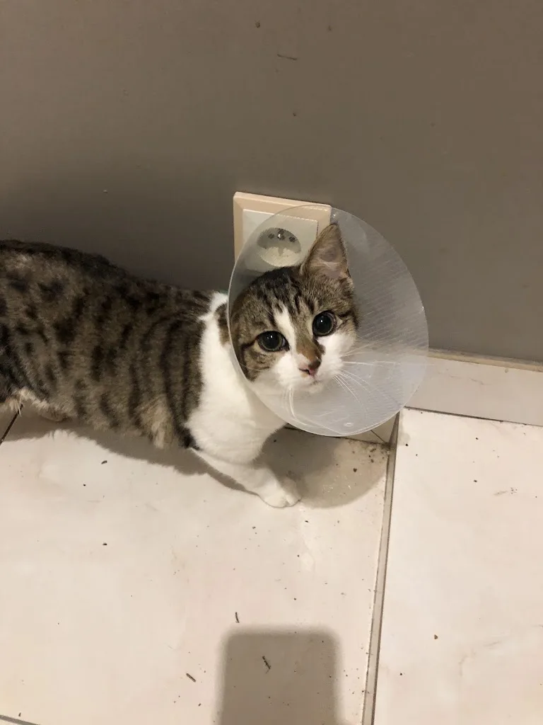 Clinique Veterinaire - photo 3