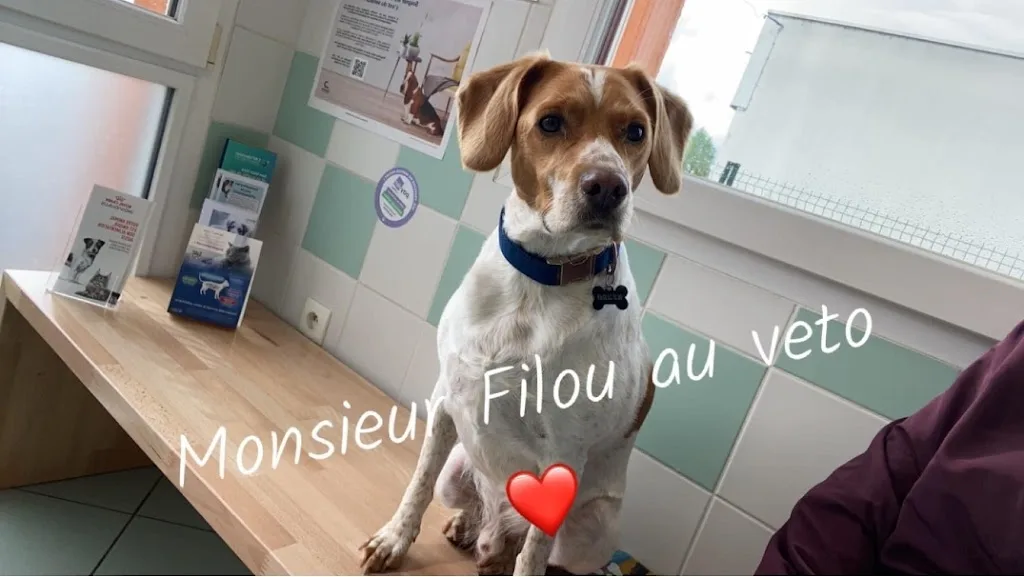 Clinique Vétérinaire Saint-Nicolas - photo 1
