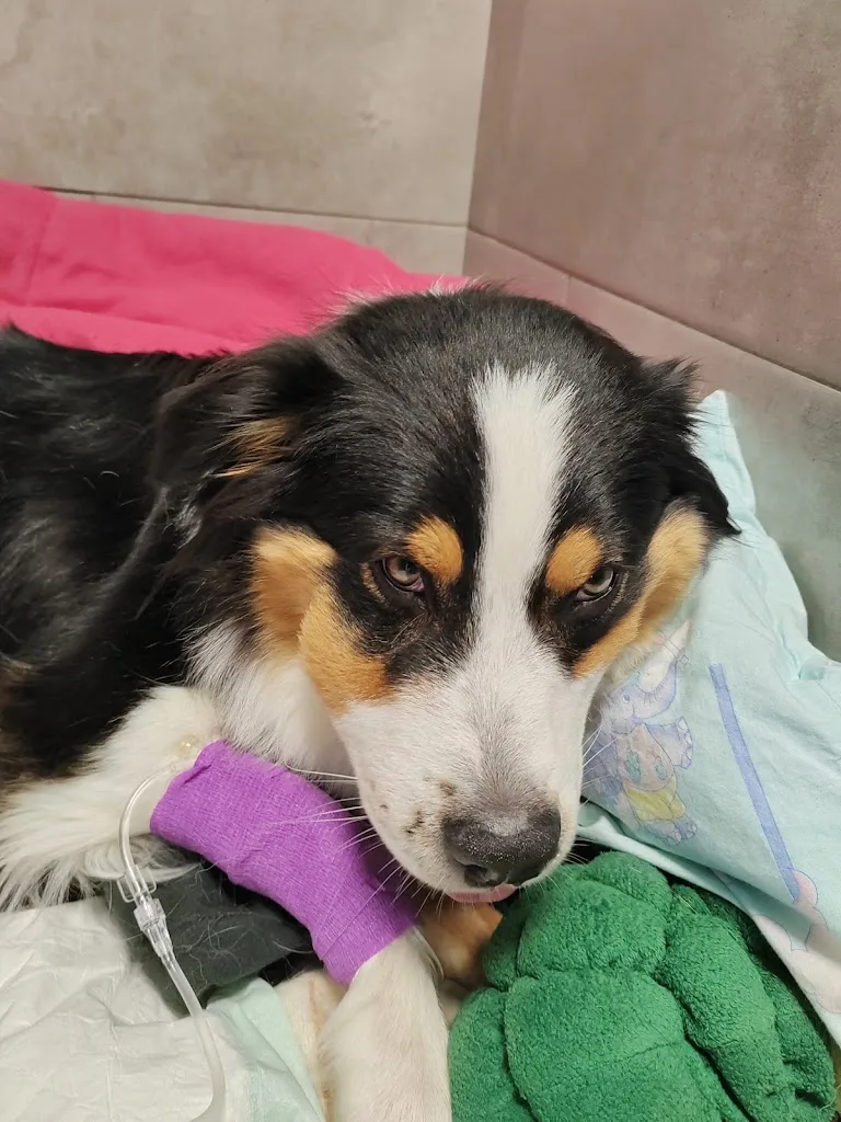 Clinique Vétérinaire du Chien Rouge | Fovéa - photo 1