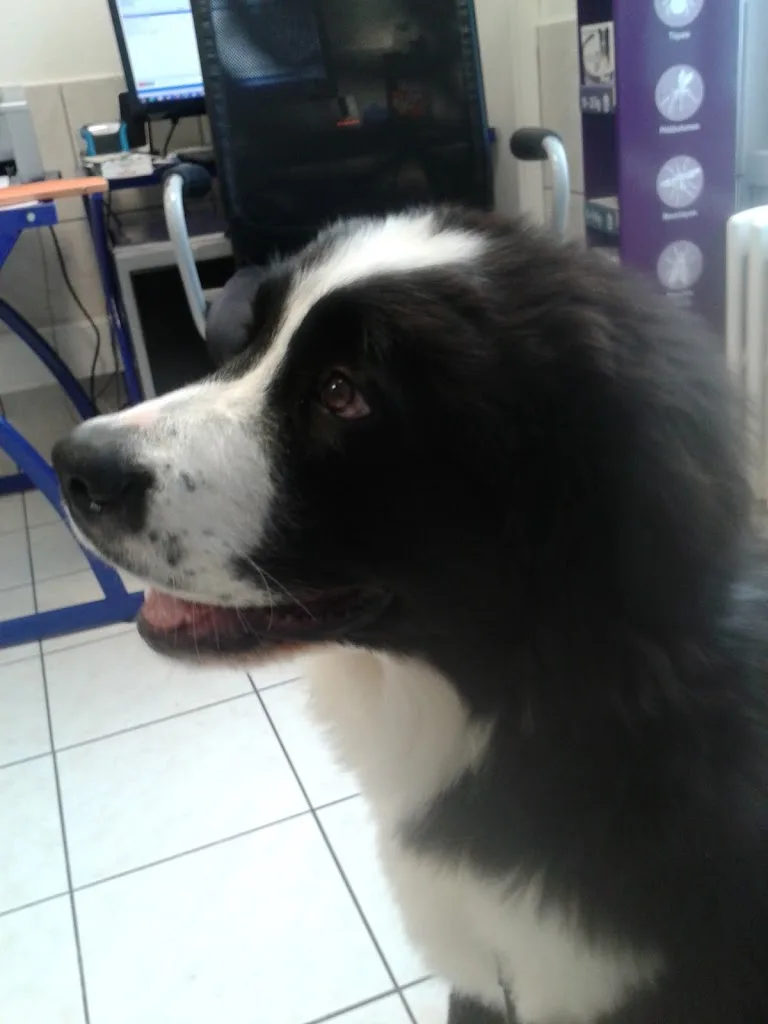 Clinique Vétérinaire du Chien Rouge | Fovéa - photo 2
