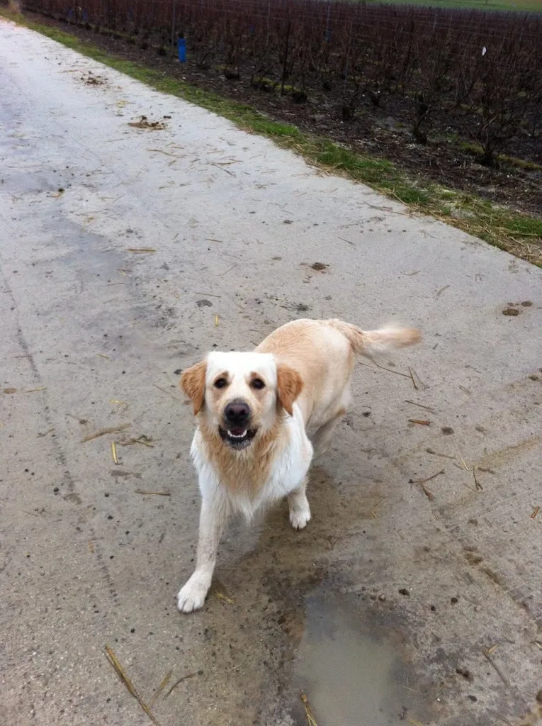 Rousseau Annabelle - photo 3
