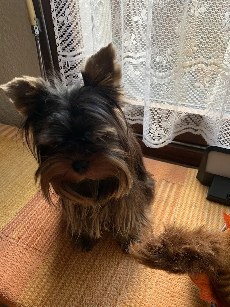 Clinique Veterinaire - photo 2