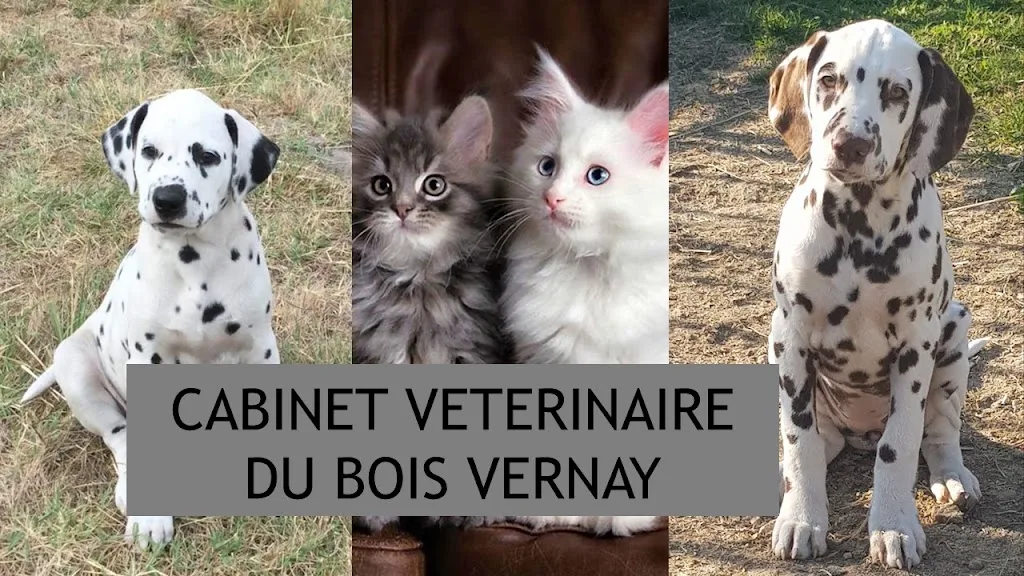 Cabinet veterinaire VETODONZY - photo 3