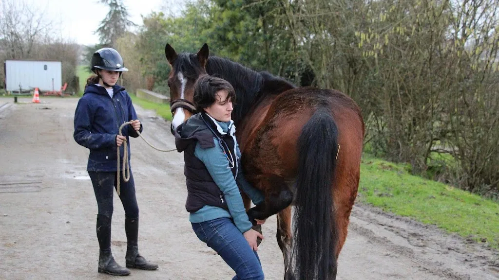 Epona Vet - Vétérinaires équins à domicile - photo 1