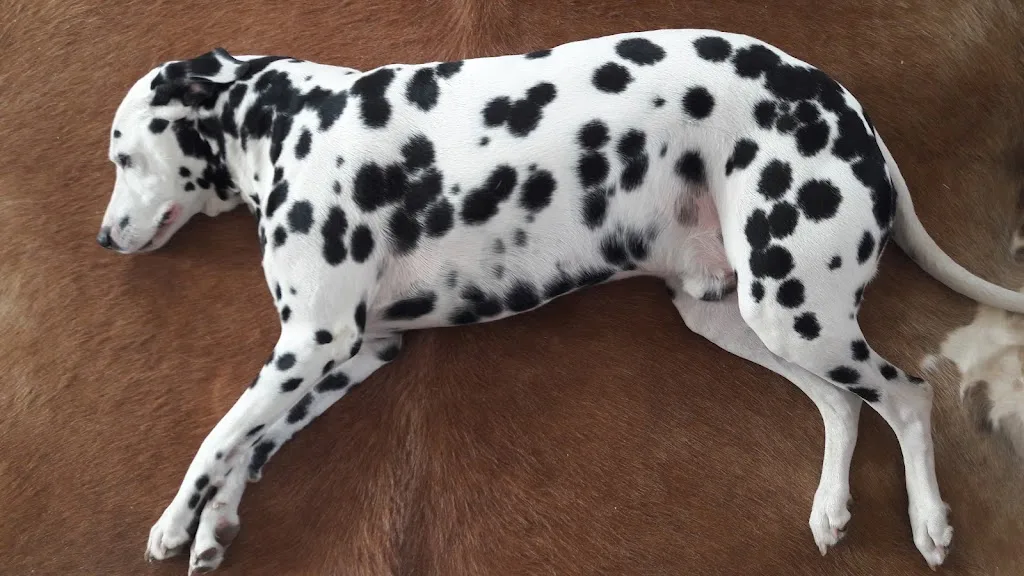 Clinique Veterinaire - photo 2