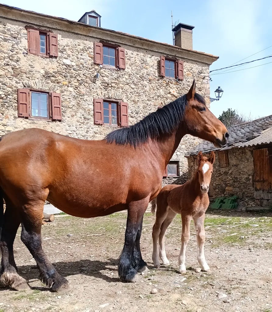 Groupe Vétérinaire Cerdagne Capcir - photo 1