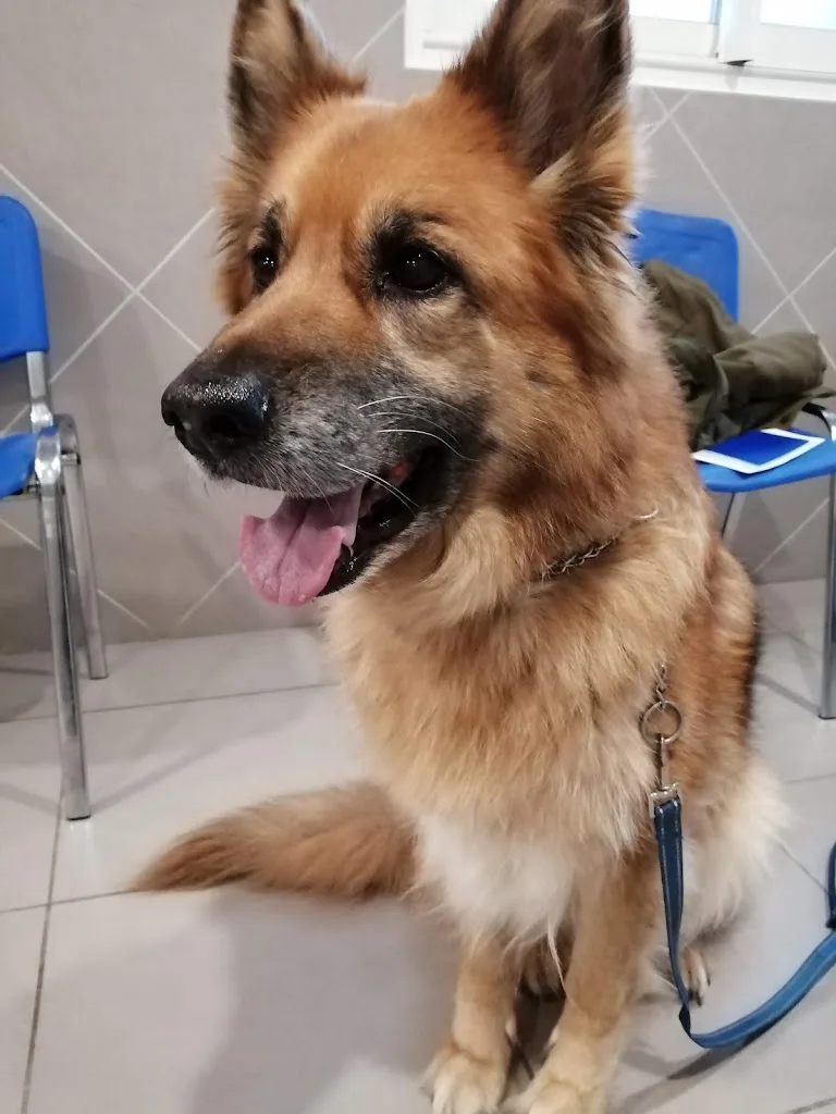 Clinique Veterinaire - photo 2