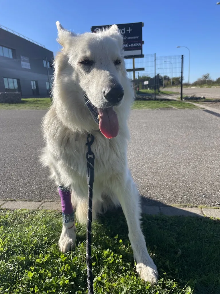 CLINIQUE VETERINAIRE DE LA MODER - photo 1