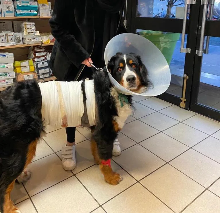 Docteurs Vétérinaires Dubreuil Elbaz - photo 1