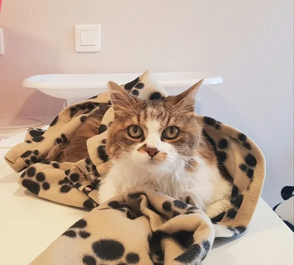 Les Chats de la Vallée - vétérinaire félin - photo 1