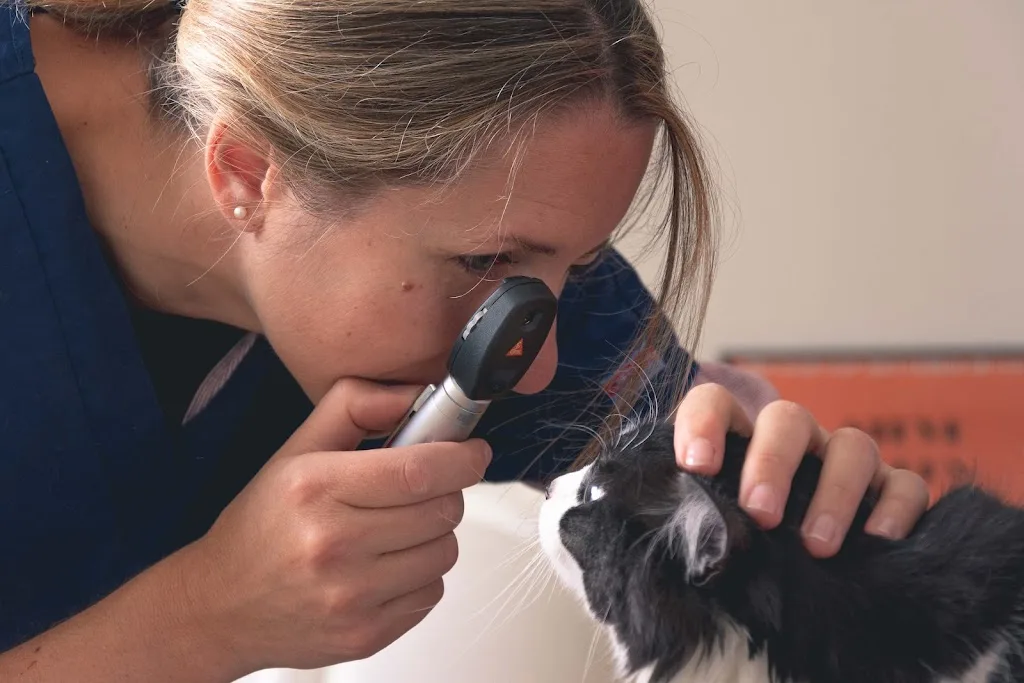 Les Chats de la Vallée - vétérinaire félin - photo 3
