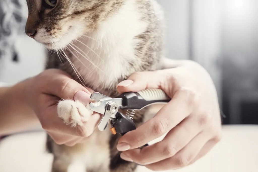 Clinique Veterinaire - photo 1