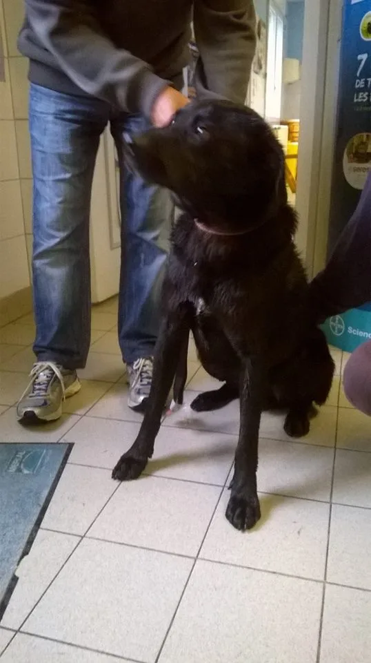cabinet veterinaire selarl condor sante animale - photo 2