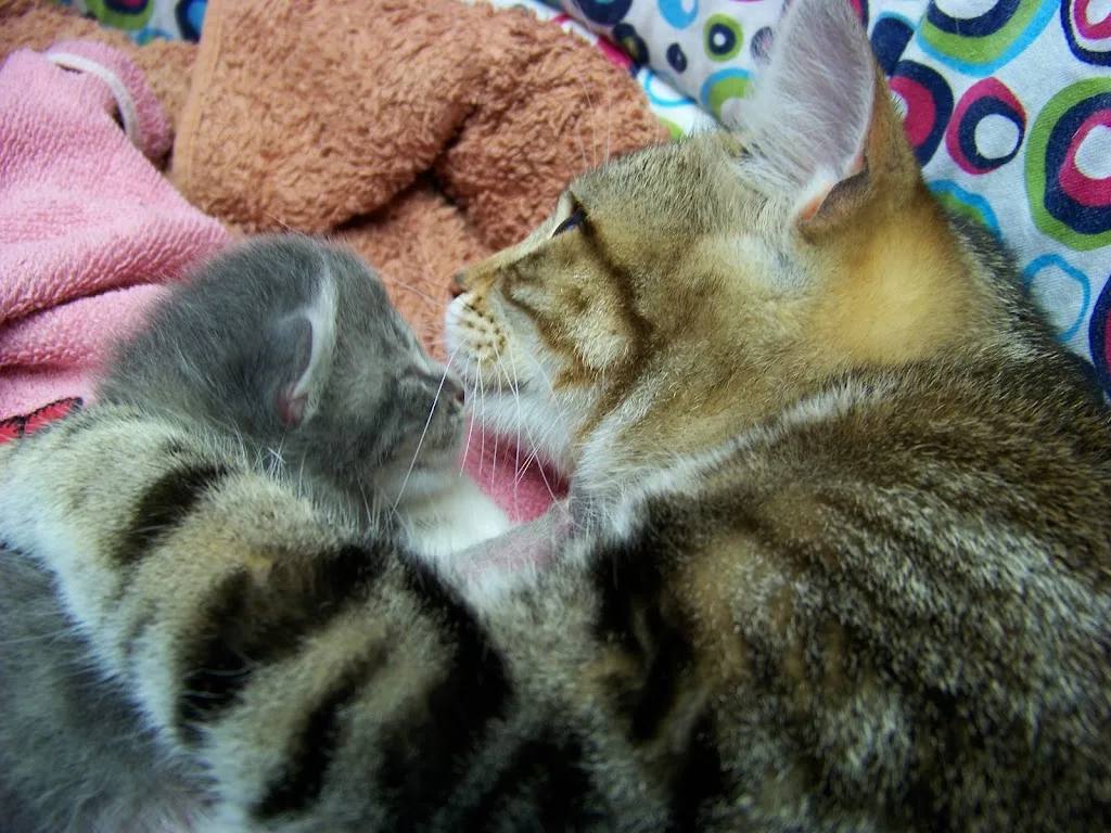 Clinique Veterinaire Mirabelle - photo 2