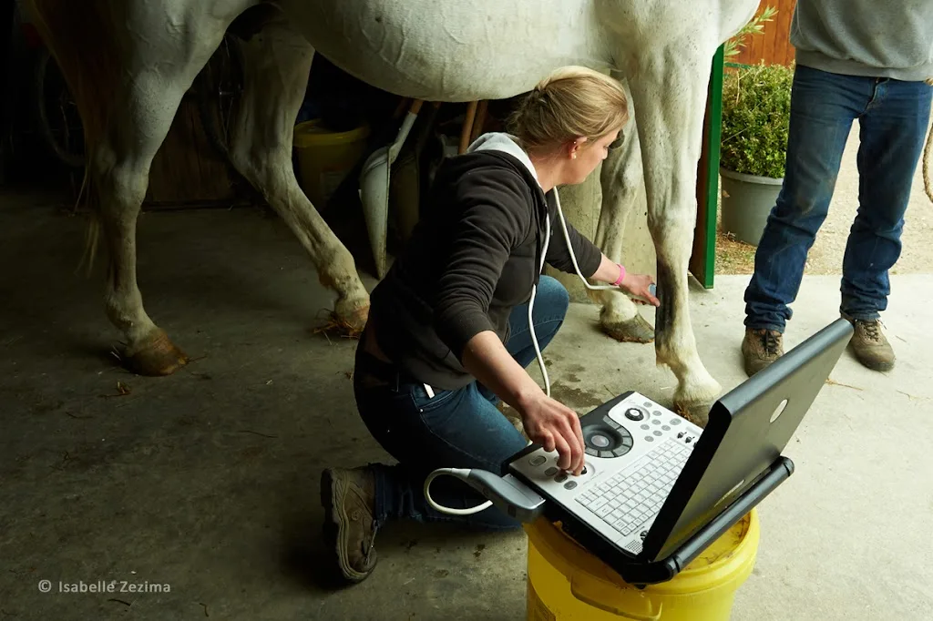 Vet'Eq, vétérinaires équins à domicile - photo 1