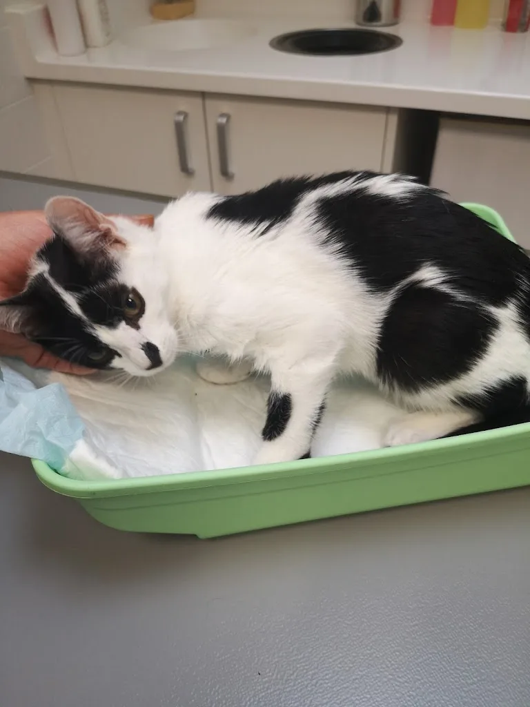 VetSanté - Clinique Vétérinaire Sellier Pasdeloup Lallet le Grou - photo 2
