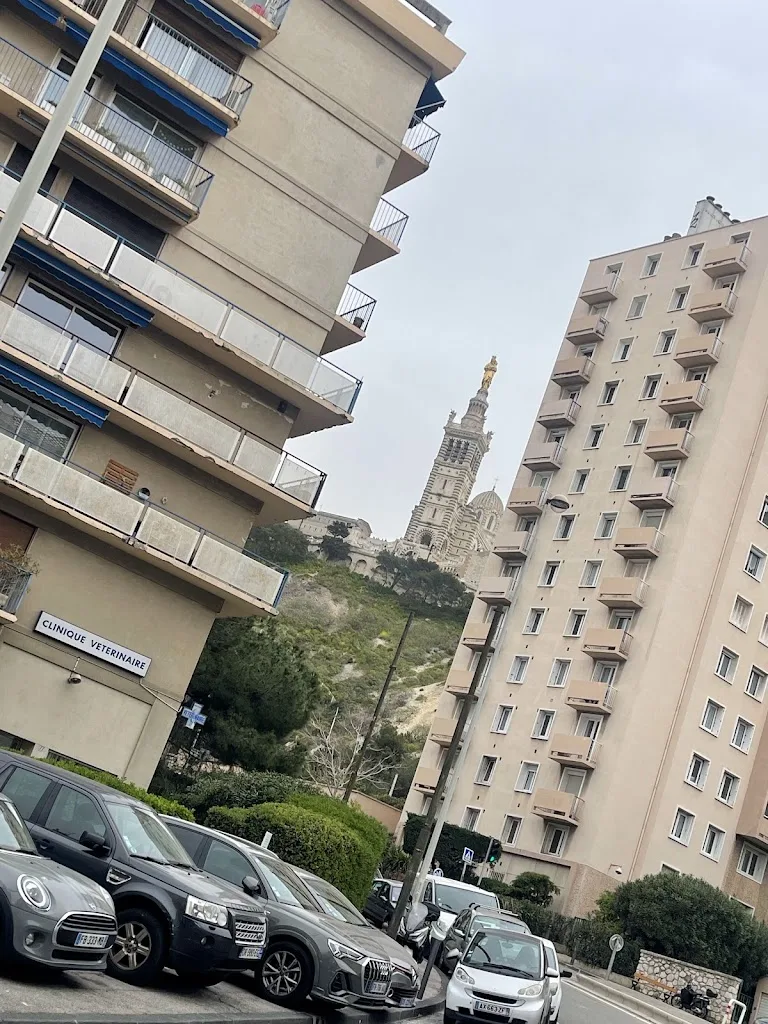 Vétérinaire Marseille - Clinique du Tellène - 13007 - photo 3