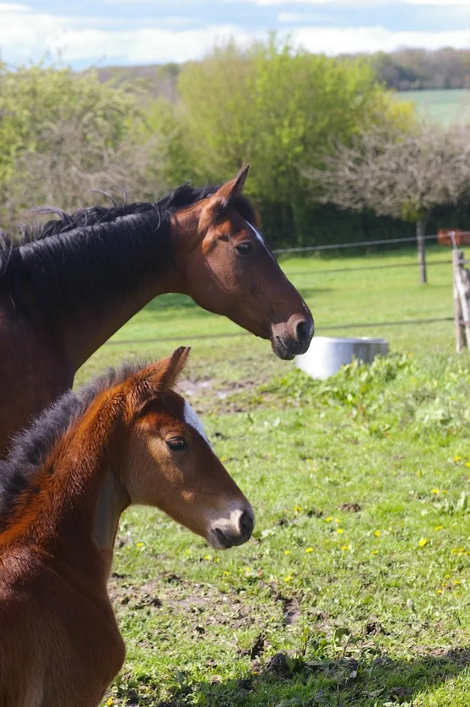 Anovas Vétérinaire Equin - photo 2