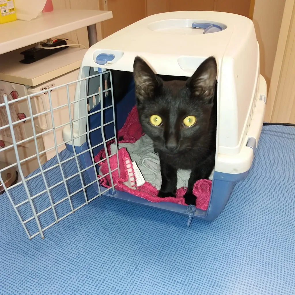 Clinique Veterinaire du Docteur Godié - photo 1