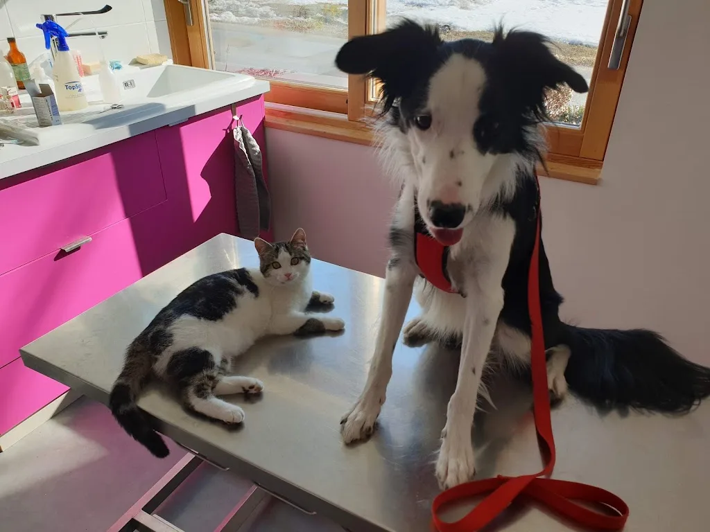 Cabinet Veterinaire De Bourg D'oisans - photo 2