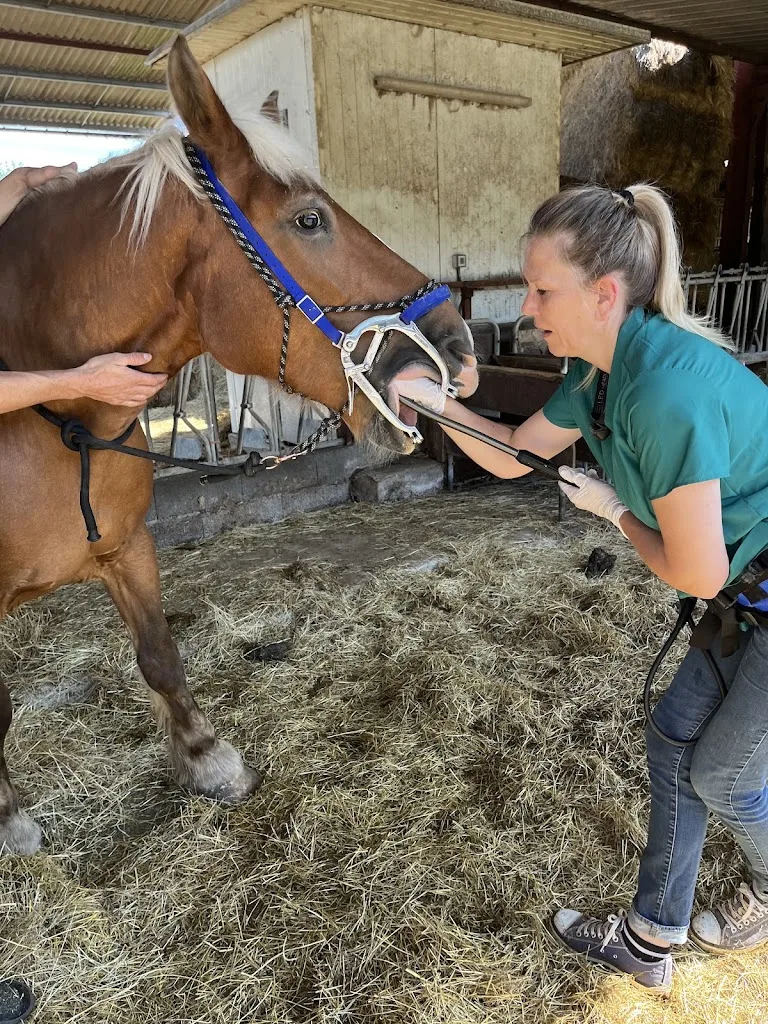 TDE KARINE ECHARD - Dentiste Equin - photo 1