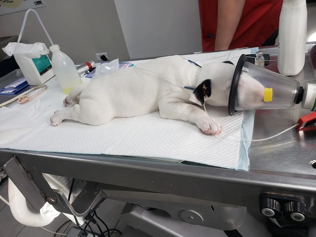 Clinique Vétérinaire du Pays de Matisse - photo 2