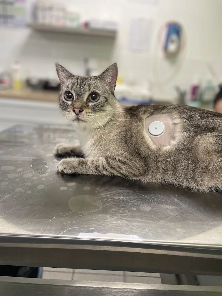 Cabinet Veterinaire - photo 3
