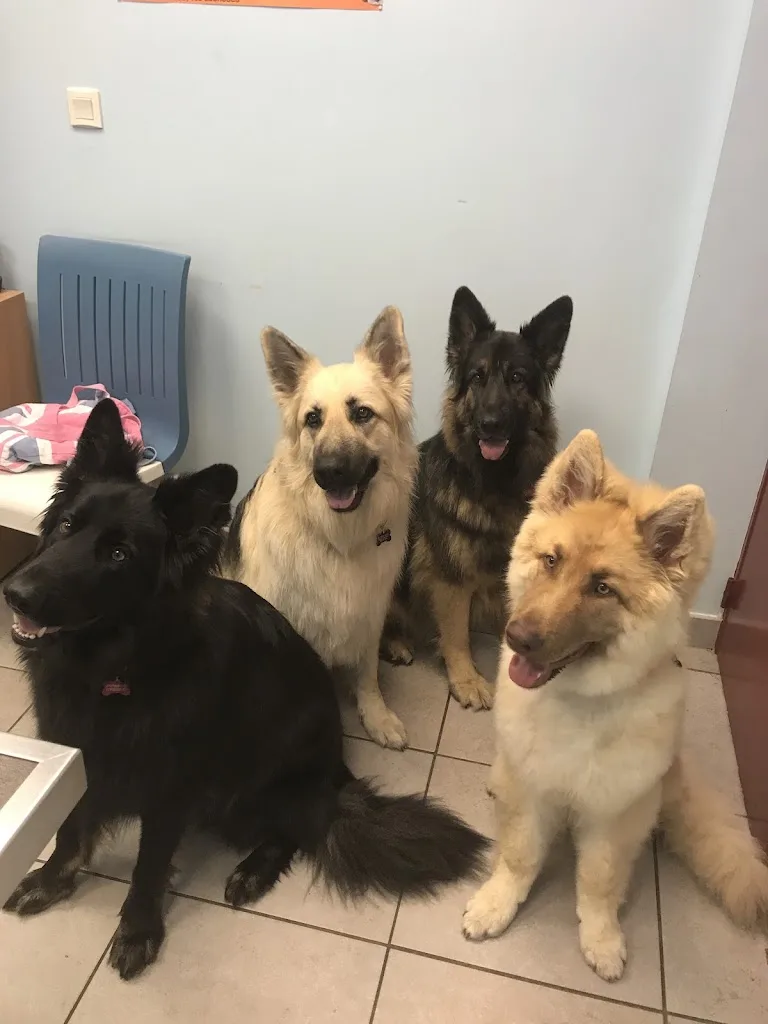 Clinique Veterinaire Du Fresne 6 rue de l'hippodrome - photo 2