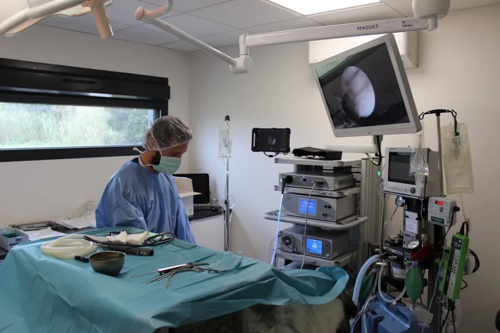 Clinique Veterinaire De L'olivier - photo 1