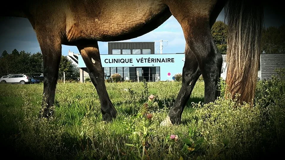 Clinique Vétérinaire de Surzur - photo 1
