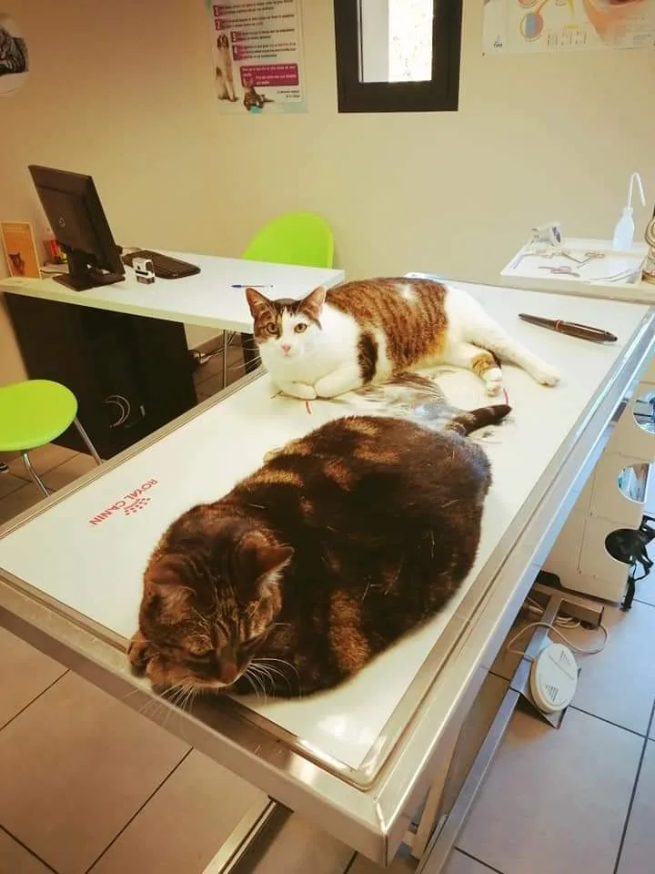 Clinique Vétérinaire des Drs CHOUIN, PRIAULT, E HEGARAT et BROCHET - photo 1