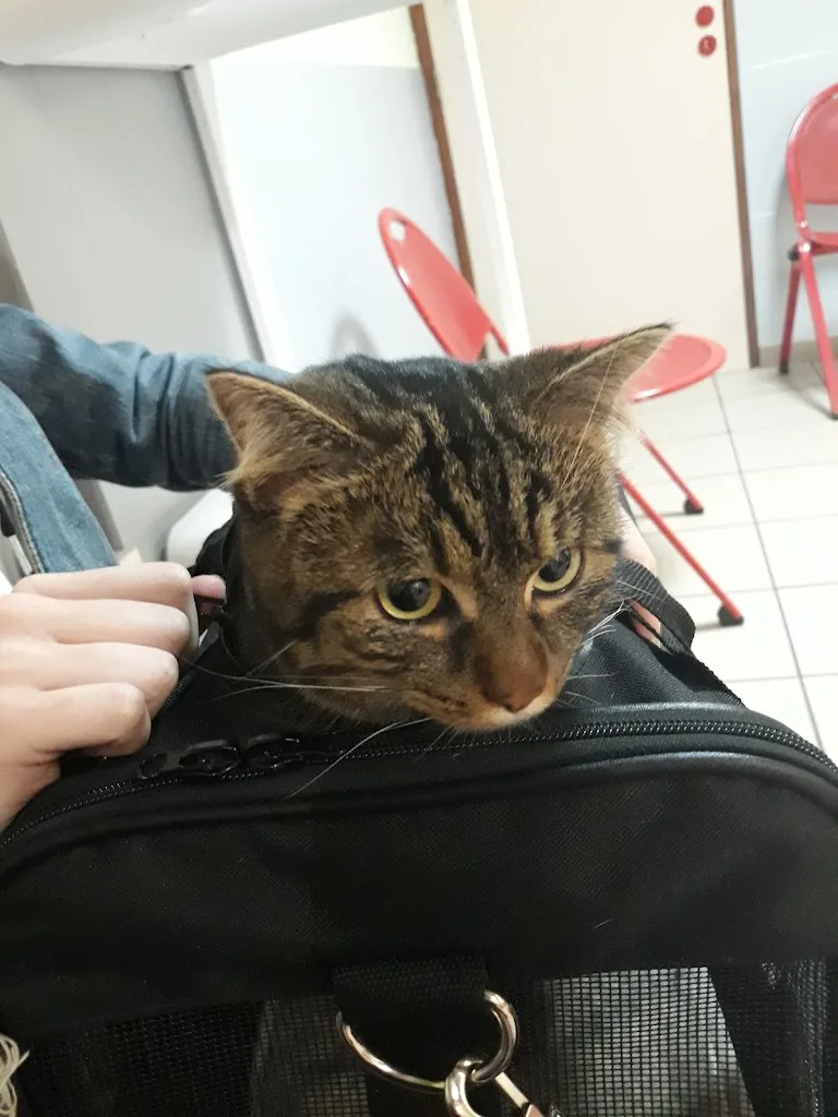 Clinique Veterinaire du Dr Bouckaert - photo 3