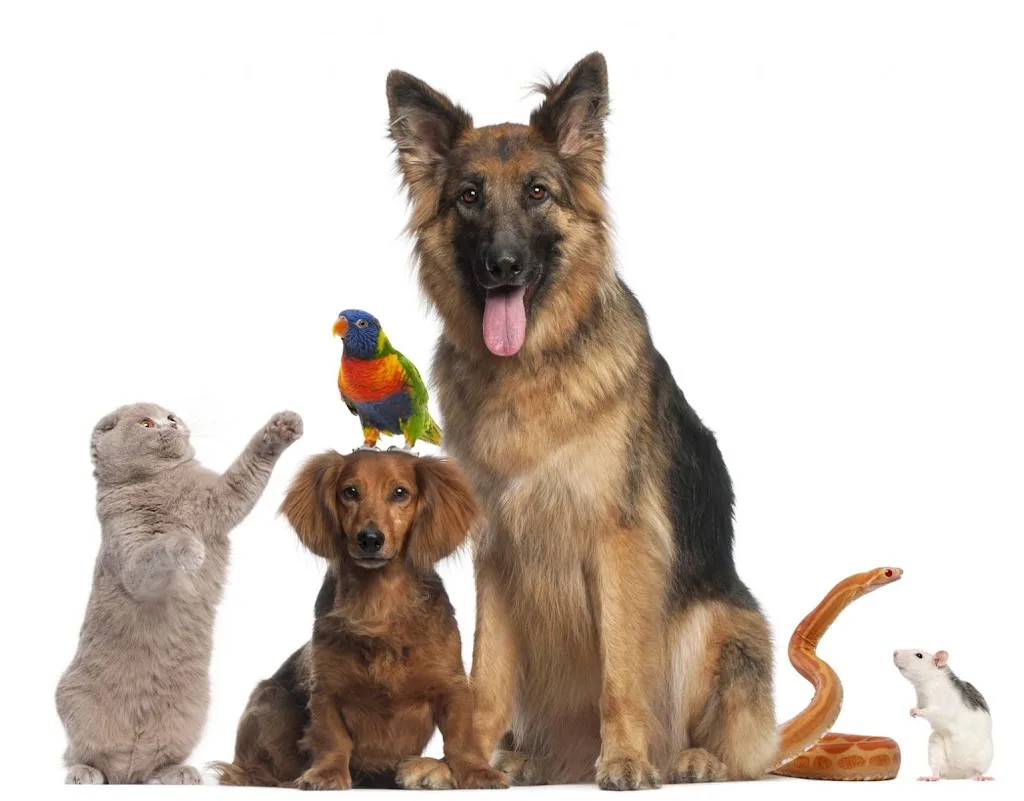 cabinet veterinaire Docteur TROCH - photo 3