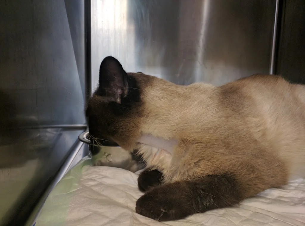 Clinique Véterinaire de Bastia - Clinica Veterinaria di Bastia - photo 1