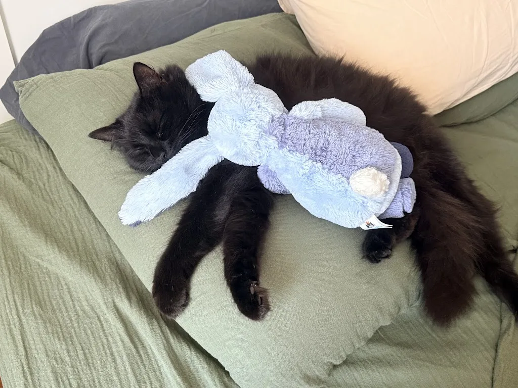 Mon Chat et Moi, vétérinaires à Essey-lès-Nancy (Nancy Est) - photo 2