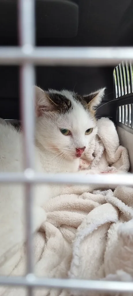 Clinique Veterinaire Des Allees - photo 1
